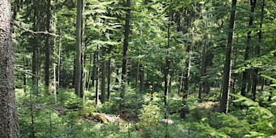 An Introduction to Continuous Cover Forestry primary image