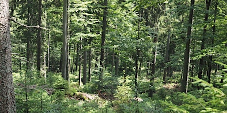 An Introduction to Continuous Cover Forestry