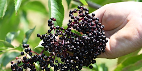 Elderberry Growing Workshop hosted by UMES Extension primary image