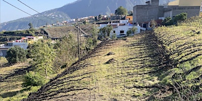 Tenerife - Atlantic Wines Beyond 30th Parallel. Wine Tasting primary image