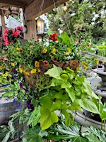 Moss Hanging Basket Workshop