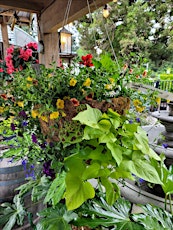 Moss Hanging Basket Workshop