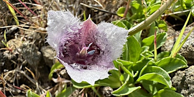 Imagen principal de Guided Wildflower Hike - Estero Americano Coast Preserve