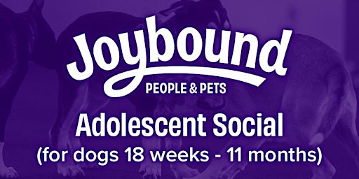 Primaire afbeelding van Dog Training - Small Dog Adolescent Social (20lbs or less)