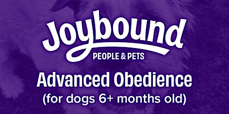 Dog Training - Advanced Obedience with Alex M