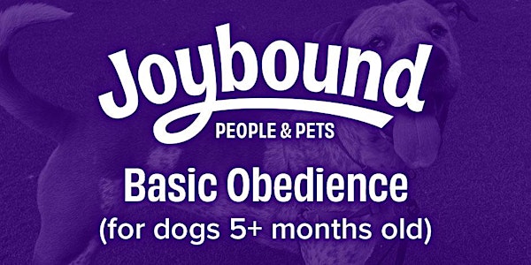 Dog Training - Basic Obedience (5+ months old) with Alex M