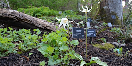 Primaire afbeelding van Native Plant Guided Walk