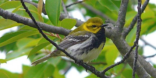 Primaire afbeelding van Spring Birding at Hawk Rise Sanctuary