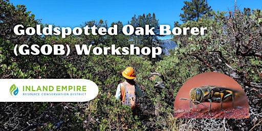 Imagem principal do evento Goldspotted Oak Borer (GSOB) Workshop