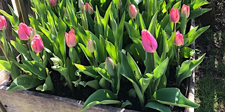 Open Garden: Tulipmania