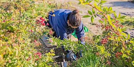 Hauptbild für Heritage Rose Garden Volunteer Workday