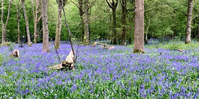 Hauptbild für Open Garden: Bluebell Bonanza