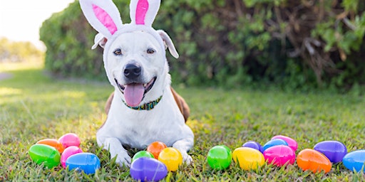 Dog Easter Egg Hunt $10 primary image