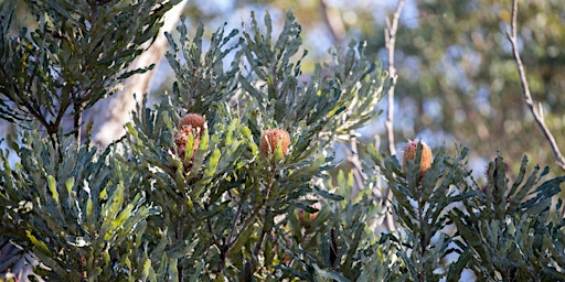 Imagem principal do evento Thinking Green: Introduction to local tree identification at Ballajura