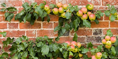 Thinking Green: growing fruit trees in small spaces primary image