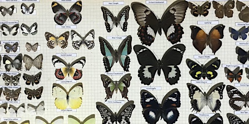Image principale de Landscape Links, Butterfly, and Glossy Black Cockatoo Workshop