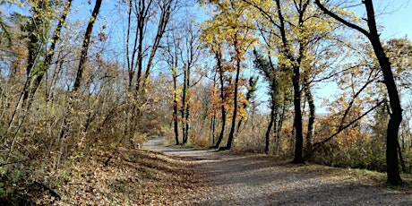 Immagine principale di Trail run al Bosco della Città con Donna4skyrace 