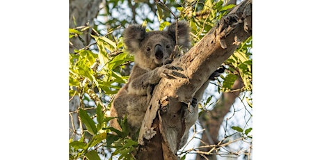 Seniors Festival: Koala Walk - Tinonee