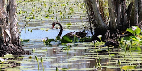 Imagen principal de Seniors Festival: Guided nature walk - Cattai Wetlands