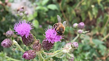 Primaire afbeelding van Environmental Orgs Bucks & MK LNRS Workshop in Milton Keynes