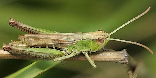 Groovy Grasshoppers (age 5+) at Ryton Pools Country Park primary image