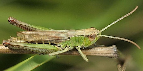 Groovy Grasshoppers (age 5+) at Ryton Pools Country Park