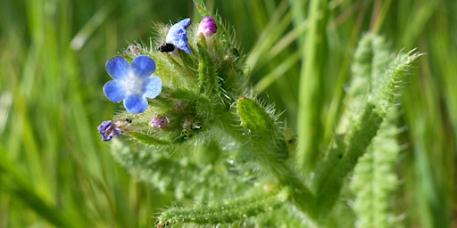 Primaire afbeelding van Norfolk Commons Week - A wander around Whitwell Common