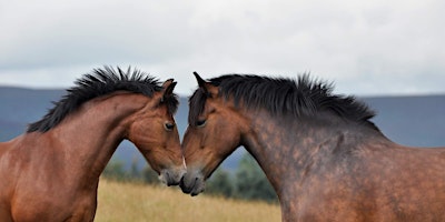 People Horses & Community - Responsive Ground Work Session primary image