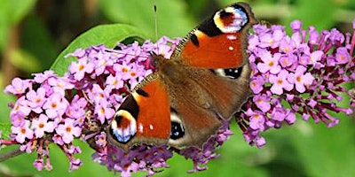 Primaire afbeelding van Moths, Butterflies & Flying Creatures (Age 5+) at Ryton Pools Country Park