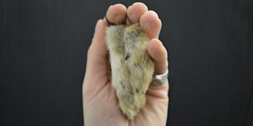 Taxidermy Rabbit Foot Workshop. primary image