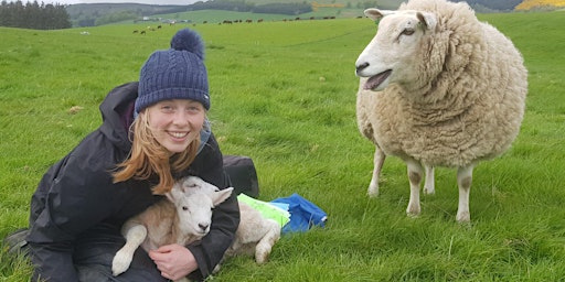 Imagem principal do evento Lambing Experience Perthshire 2024