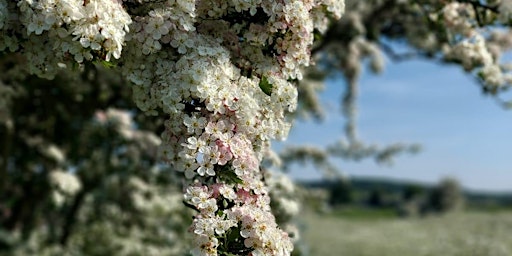 Hauptbild für Spring Family Fire & Forage