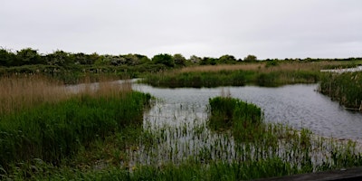 NWT Holme Dunes nature ramble to Holme Marsh primary image