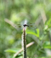 Buggin' Out at Magee Farms! primary image