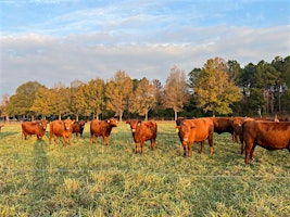 South Carolina South Poll Gathering primary image