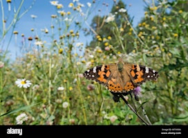 Hauptbild für Wildlife in your community (EWC1806 Community)