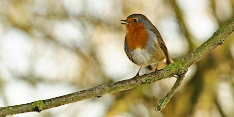 Not-quite dawn chorus (Cambourne)