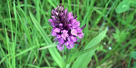 NWT Holme Dunes - in search of flowers, plants and butterflies