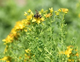 Imagem principal do evento Grow your Medicinal Pollinator Garden hosted by UMES Extension