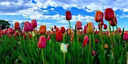 Primaire afbeelding van Wicked Tulips Daytrip (Wine Haus)