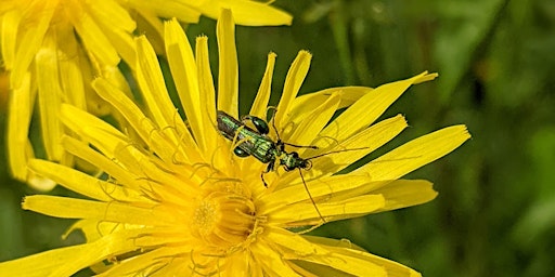 Imagen principal de Wildlife stroll: Millbridge Brook Meadows, Gamlingay, Cambridgeshire