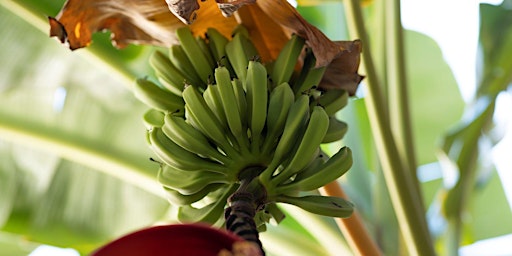 Hauptbild für 4-6-2024   Bananas and More