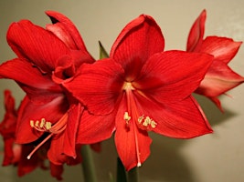 6-1-2024  Amaryllis primary image