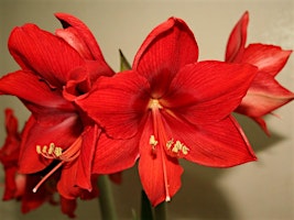 6-1-2024  Amaryllis primary image