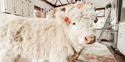 Immagine principale di Bottle Feed Baby Highland Cow + Baby Goats-Private Sessions 