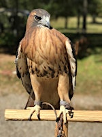 Image principale de Copy of Friends of Texas Wildlife Summer Day Camp Session #2