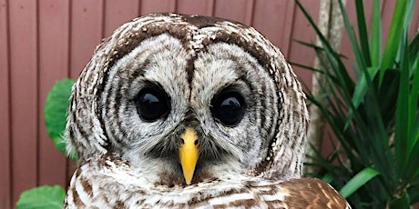 Friends of Texas Wildlife Summer Day Camp Session #2