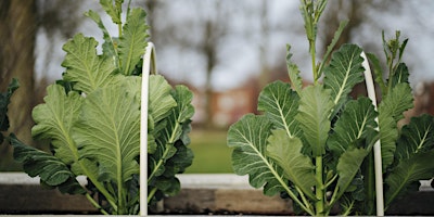 Imagen principal de Growing Community: Nutrients our Organic Gardens Need