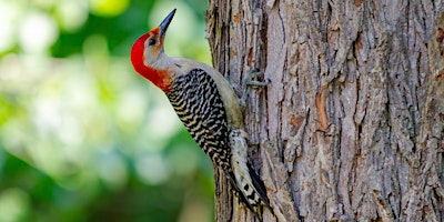 Primaire afbeelding van Birding at Burden April 2024