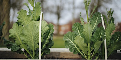 Primaire afbeelding van Growing Community: Planting Mid to Late Summer Veggies
